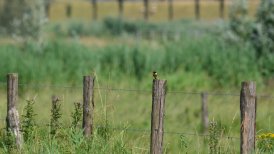 biesbosch 21-6-2023 155
